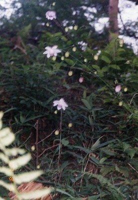 @QVE}͂܂P炫